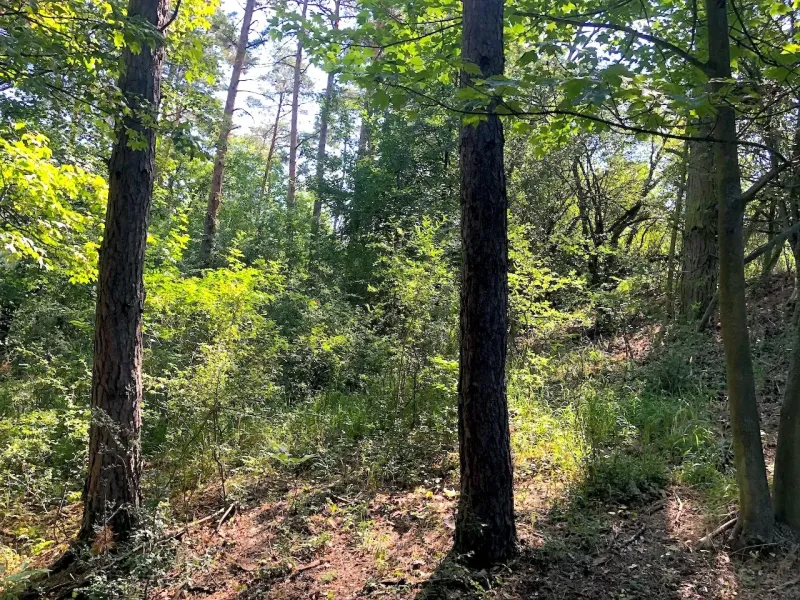 Forest scenery around Beckov with dense green vegetation and trees in the Gardens.