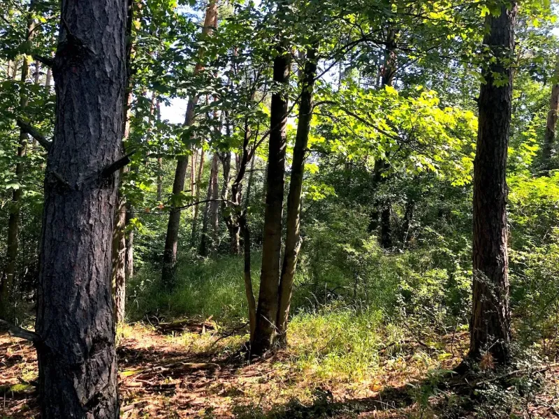 Trees and green vegetation in the garden of Beckov during a sunny day.