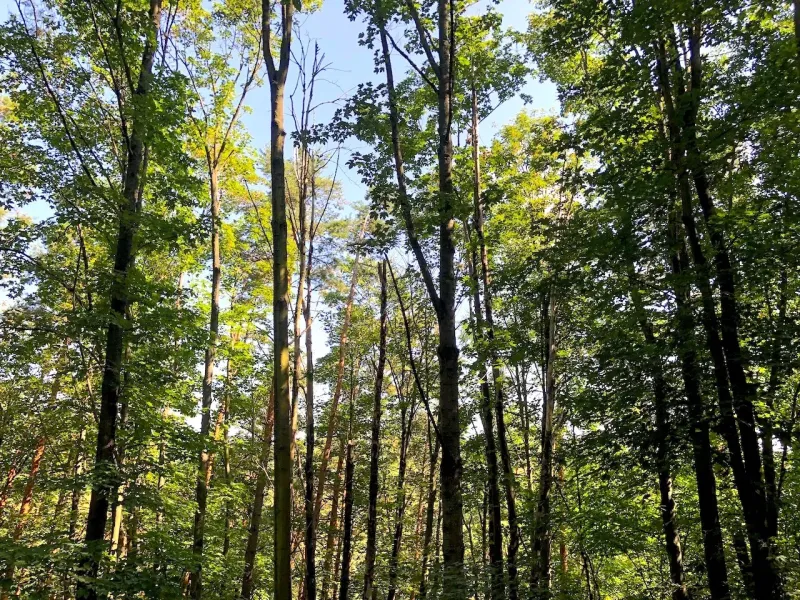 A forest stand with dense foliage in Beckov, gardens illuminated by sunlight.