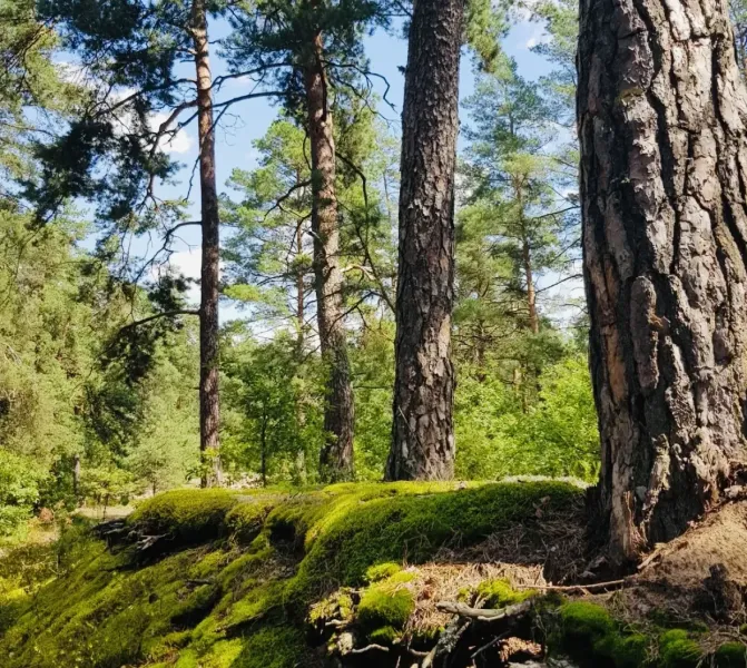 Forests and mosses in Dohňany on agricultural and forest lands.