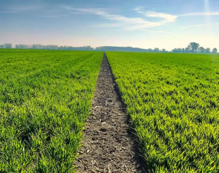 Grassy agricultural areas in Kolárovo, fields and blue sky, bordered by trees.