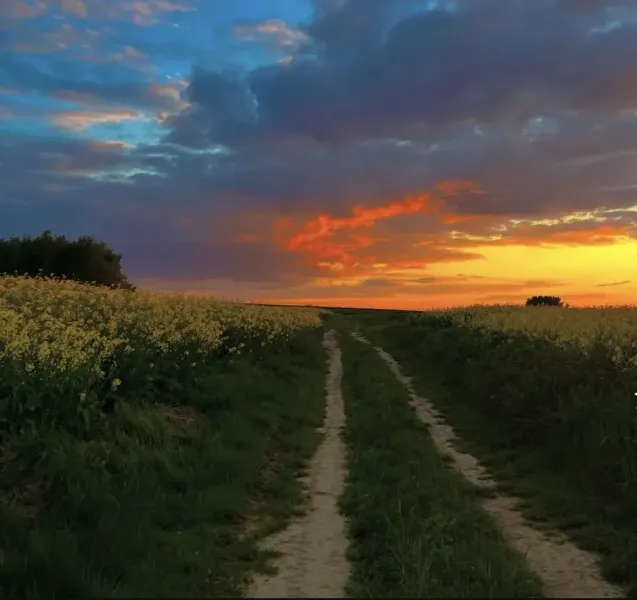 A dirt road between blooming fields during sunset in Rapovce, Unusual properties.