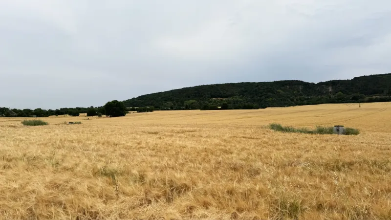 Yellow fields on agricultural and forest land in Vysoká pri Morave with a forest in the background.