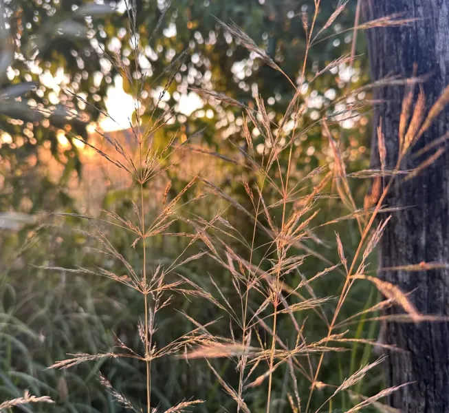 Detail of grass and tree at sunset in the agricultural and forest lands of Omastiná.