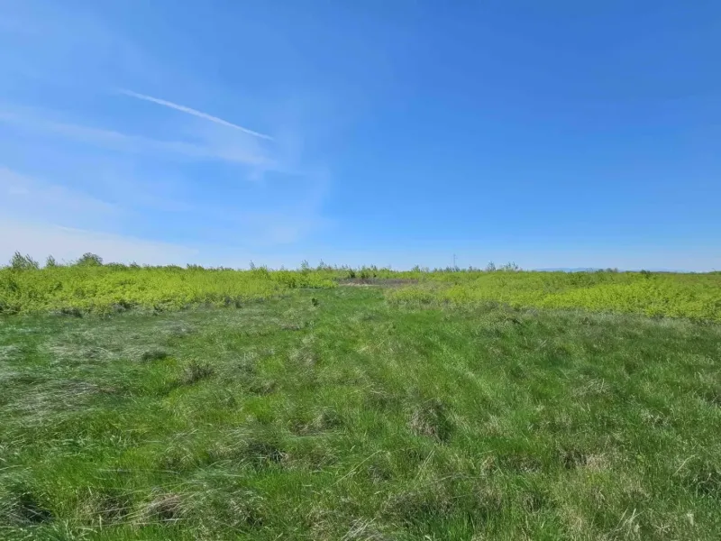 Green fields and blue sky on agricultural land near Zemplínske Kopčany.