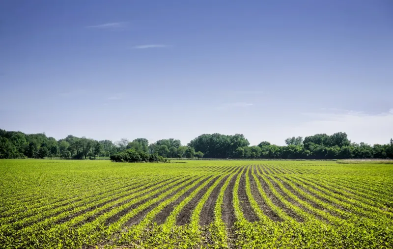 A field in Komárno with agricultural and forest land in the background and a blue sky.