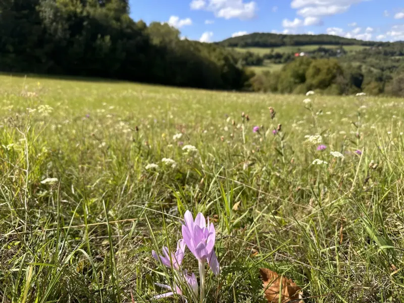 Purple flowers grow in the meadow of agricultural and forest lands near Brusno.