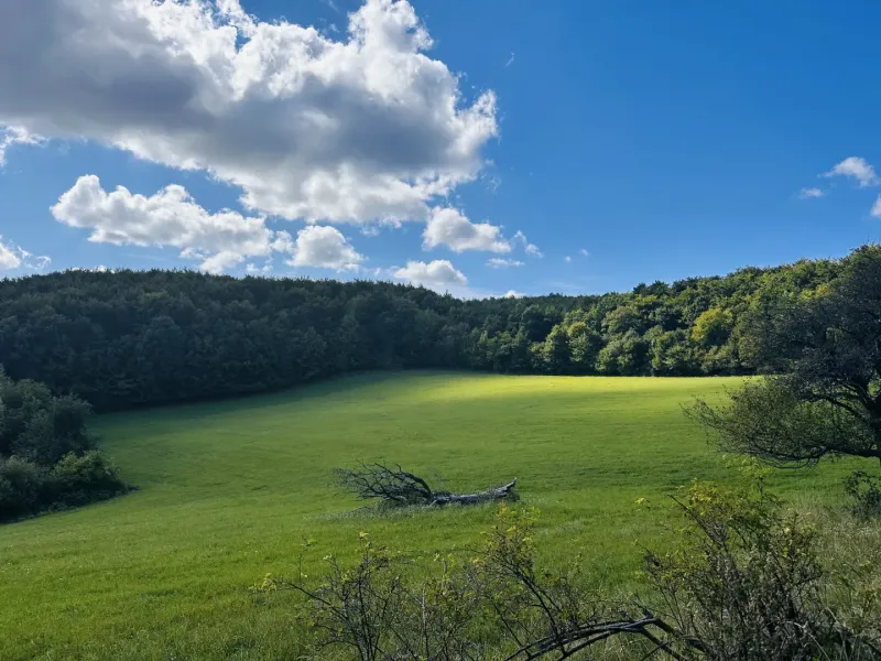 A green meadow surrounded by forests under a blue sky in Lúčky, agricultural and forest lands.