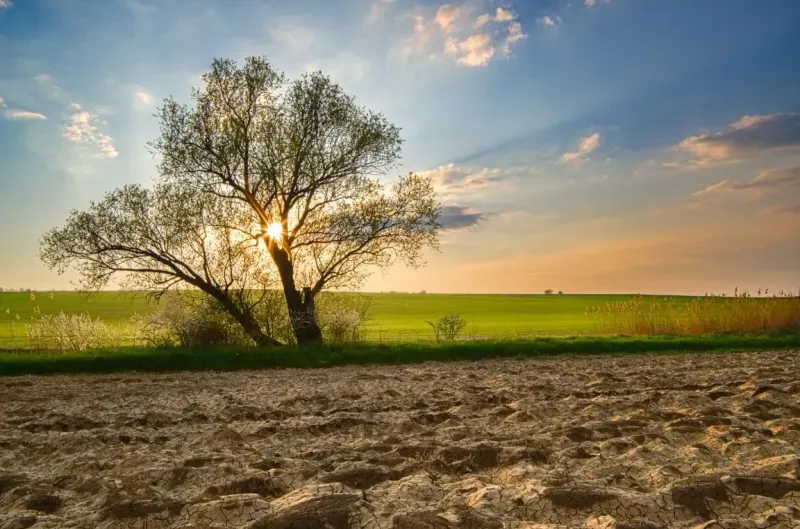 Trees on agricultural and forest lands in Poniky at sunset.