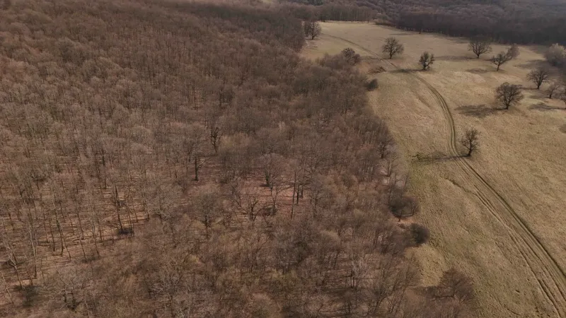 The forest and the dirt road on agricultural and forest lands around Príbelce.