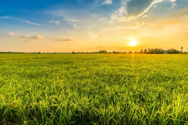 Sunset over agricultural and forest lands in Šávoľ with a vast green meadow.