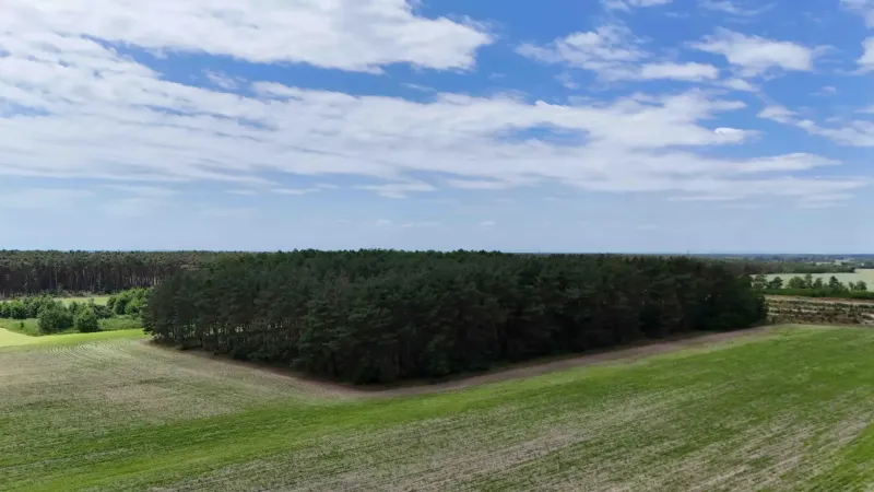 The greenery of the forest on agricultural and forest lands near Lozorno, blue sky.