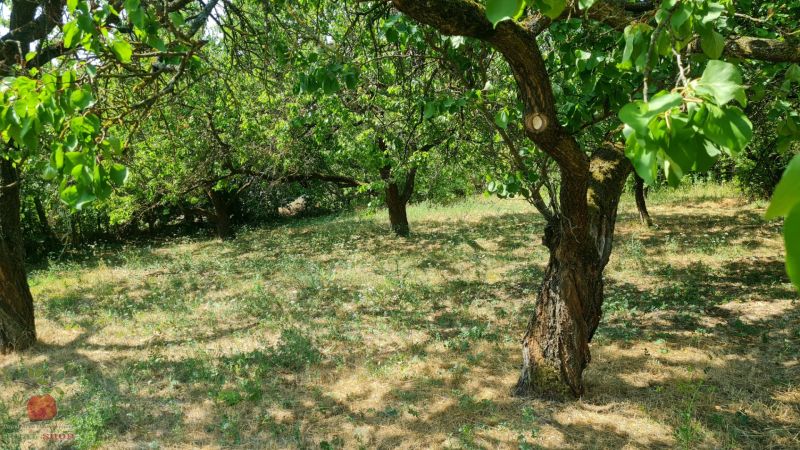 A garden with fruit trees in a family house in Komjatice, surrounded by greenery and grass.