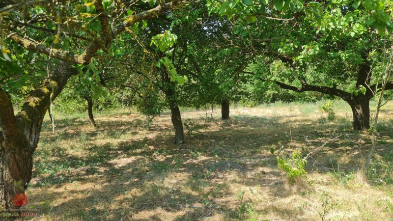 A family house in Komjatice with an orchard and a grassy area under the trees.