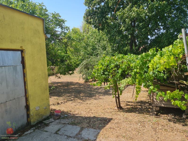 The garden of a family house in Komjatice with vines and trees near a yellow building.