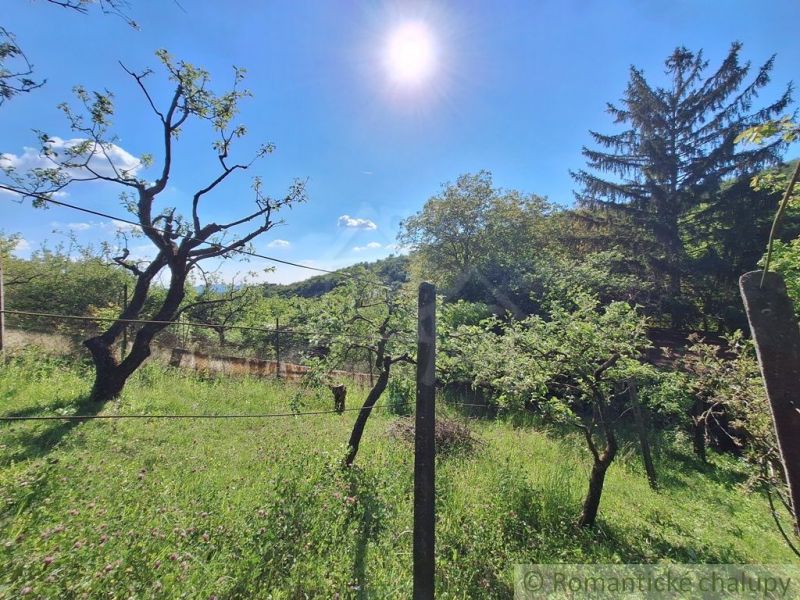 A sunny day in the garden by the cottage in Kamenica nad Hronom with fruit trees.