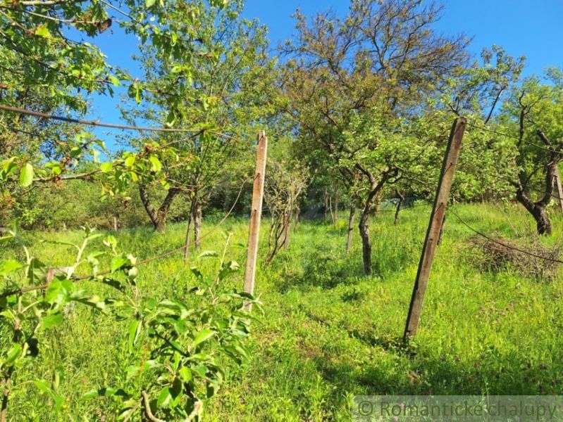 An orchard near the cottage in Kamenica nad Hronom with lush greenery and a blue sky.