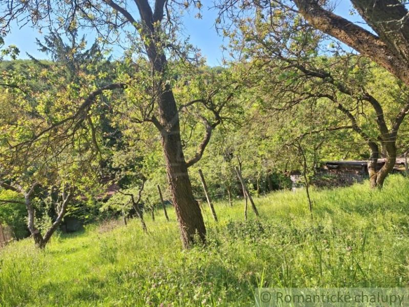 A garden with fruit trees and grass near a cottage in Kamenica nad Hronom.