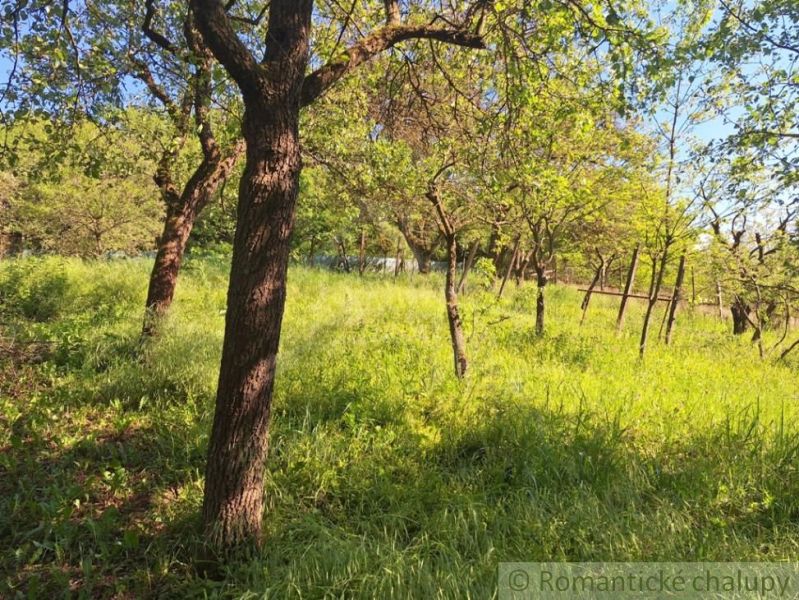 A meadow with fruit trees and a fence in Kamenica nad Hronom near the cottage.