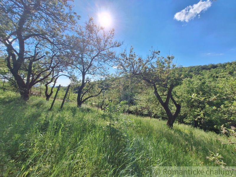 A sunny day in the garden of the cottage in Kamenica nad Hronom with lush grass and trees.