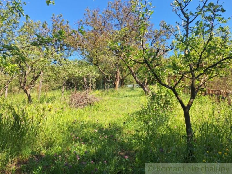 A garden near the cottage in Kamenica nad Hronom with fruit trees and lush vegetation.