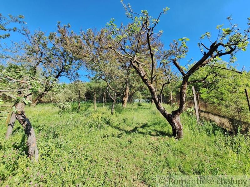 Fruit trees in the garden of the cottage in Kamenica nad Hronom under the blue sky.