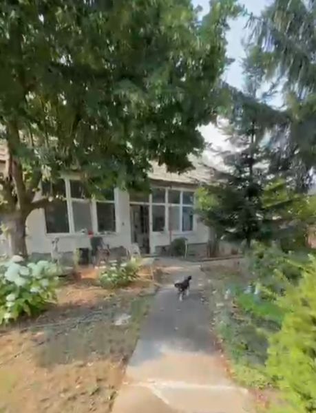 A family house in Imel with tall trees, a walkway, and a garden where a dog is running.