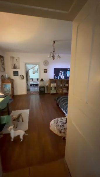 Living room in a family house with a wooden decor floor and dogs.