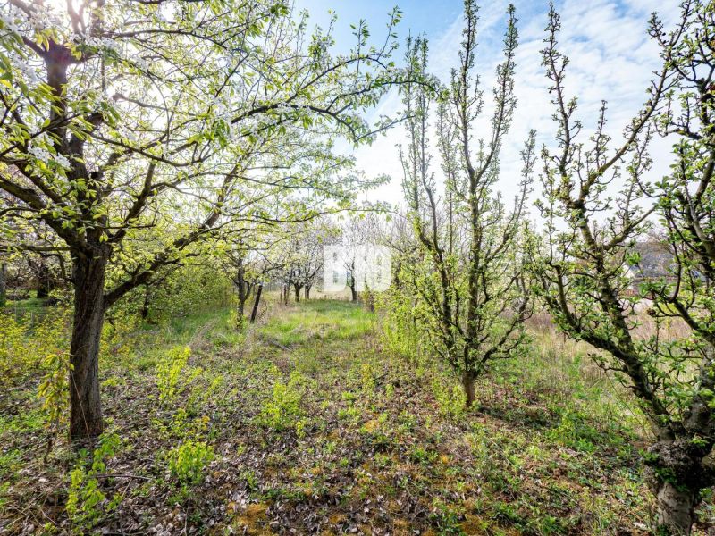 Greenery and trees on a plot near Nitra suitable for living.