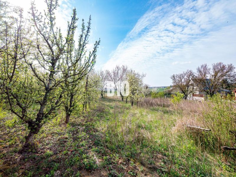 Plots - living in Nitra with blooming trees under the spring sky.
