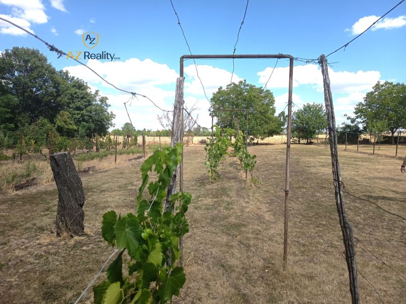 A vineyard in the garden of a family house in Bánov, surrounded by a fence and trees.