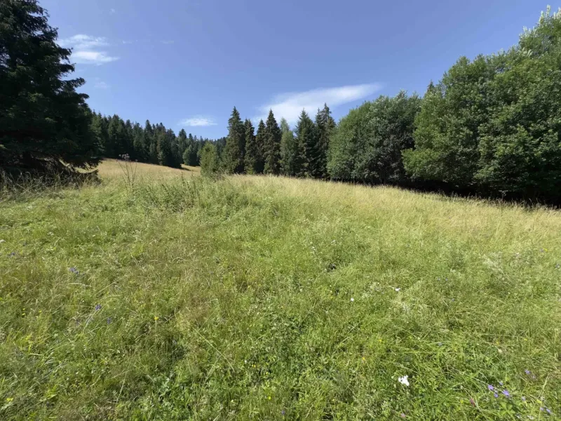A green meadow surrounded by trees in nature, Stará Ľubovňa, Unique properties.
