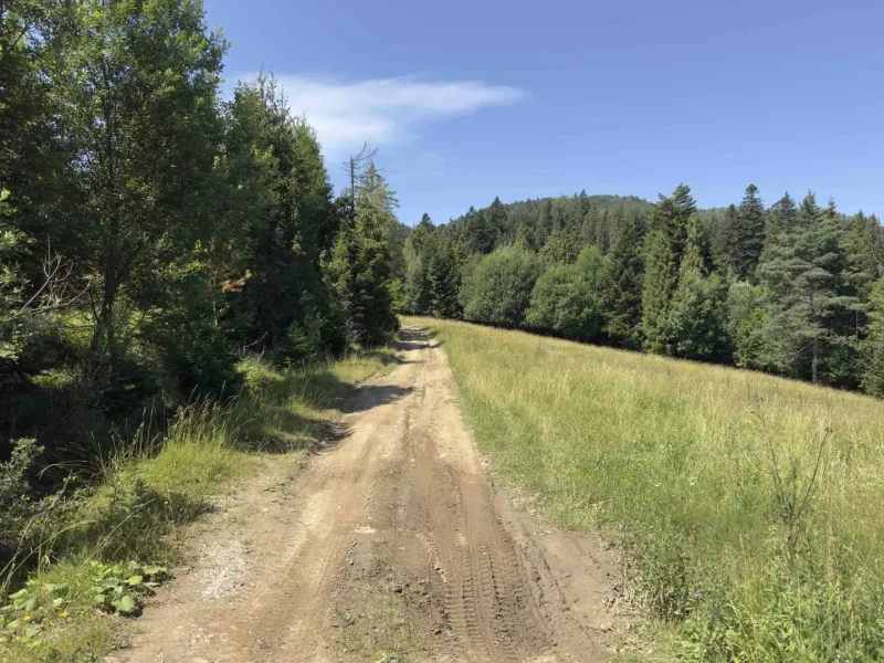 A forest path surrounded by trees and grass in the Stará Ľubovňa region, Unusual properties.