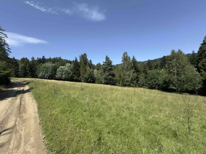 Forest path and meadow surrounded by trees in the area of Stará Ľubovňa, Unique properties.