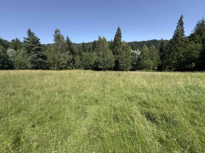 A grassy meadow surrounded by coniferous forests near Stará Ľubovňa, suitable for unique properties.