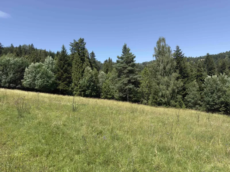 A forest in Stará Ľubovňa surrounded by a meadow, ideal for lovers of unique properties.