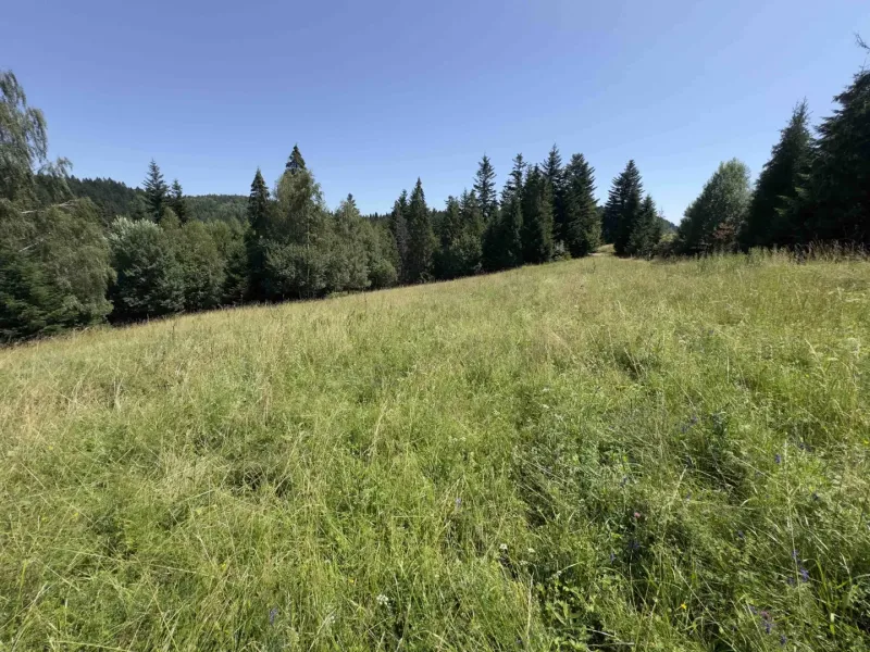The greenery on the meadow surrounded by forest in the vicinity of Stará Ľubovňa, Unique properties.