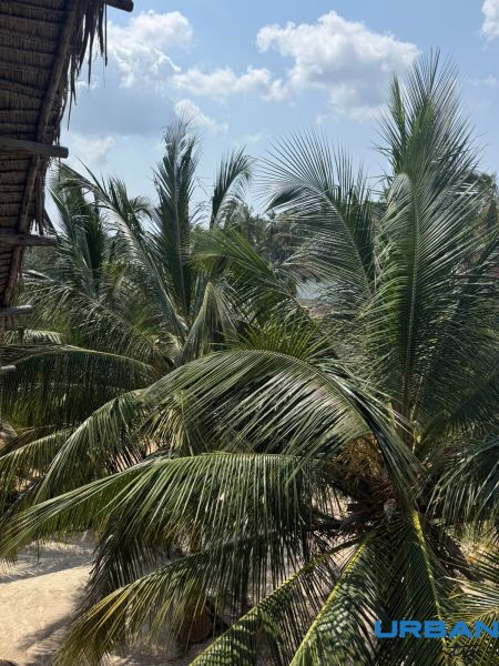 Palm trees in the garden of a family house in Pwani Mchangani under a blue sky.