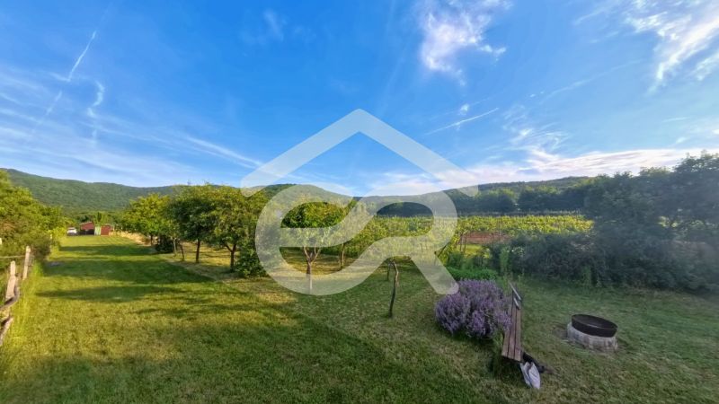 A garden near the cottage in Podhorany, with a view of the lawn, trees, and blue sky.