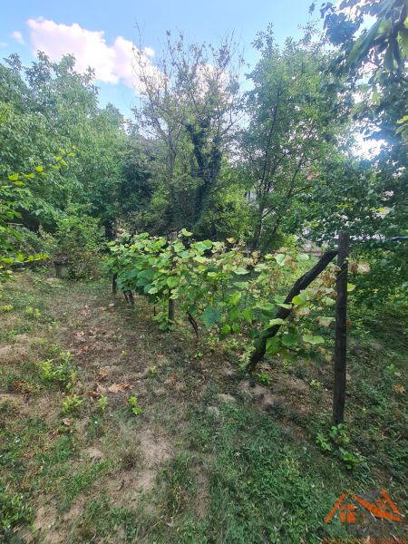 The garden of a family house in Svodín with grapevines and green trees.