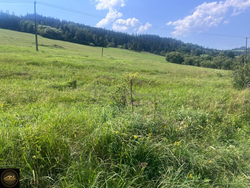 Grassy residential plots in Olešná with a forest background and electric poles.