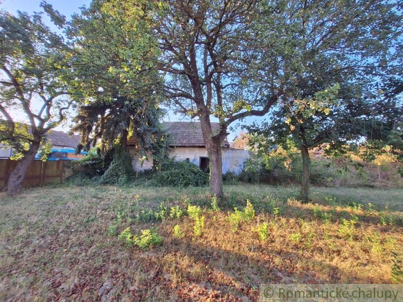 A family house in Malé Kosihy surrounded by trees, grass, and natural vegetation.