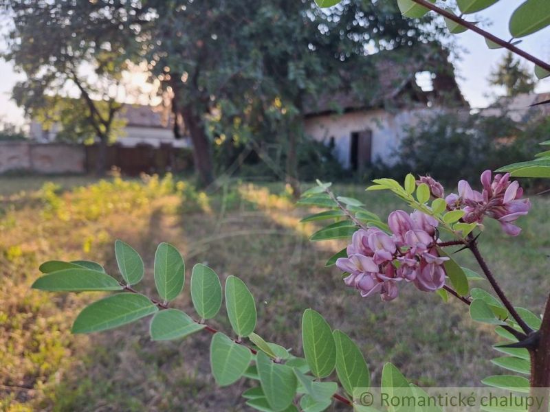 Blooming flowers in the garden of a family house in Malé Kosihy with an old building visible in the background.