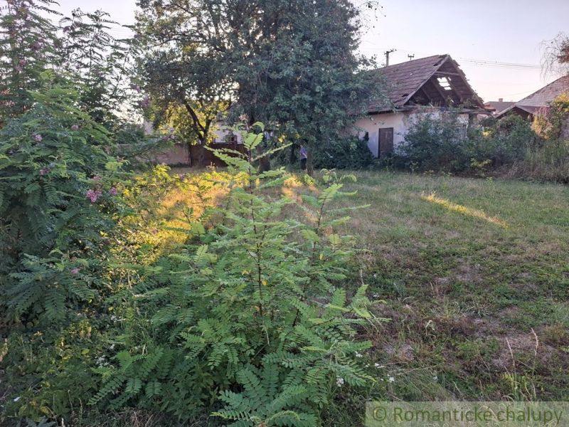 An overgrown plot of land near a family house in Malé Kosihy with lush vegetation.