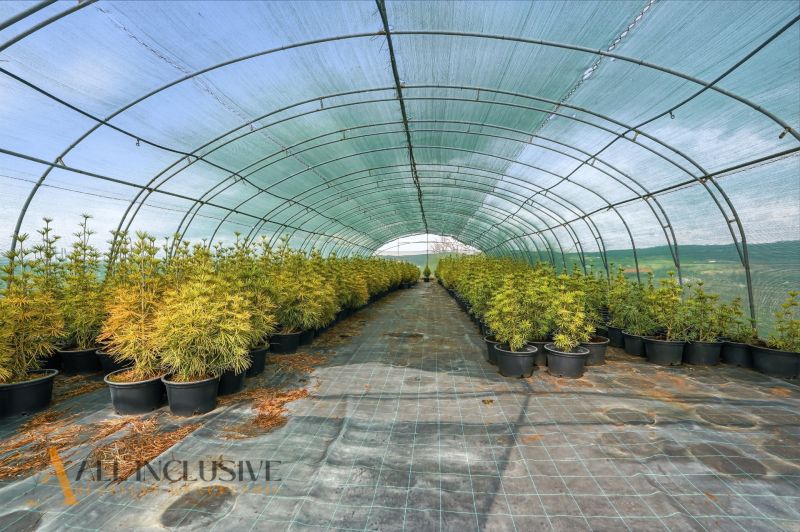 A greenhouse with plants in plastic containers on Kopanice Street in Krupina.