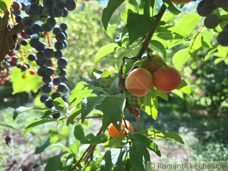 An orchard in Nová Vieska with grapes and apricots, plots - living among greenery.