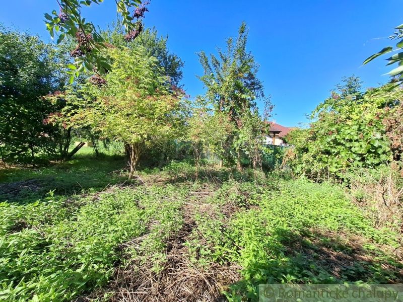 Greenery and trees on a residential plot in Nova Vieska under the blue sky.