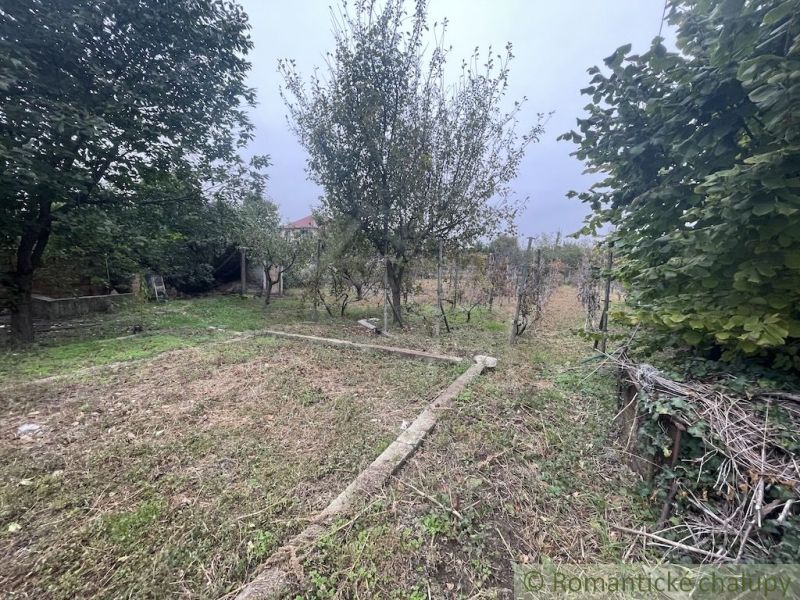 A garden at a family house in Šurany with fruit trees and grapevines.
