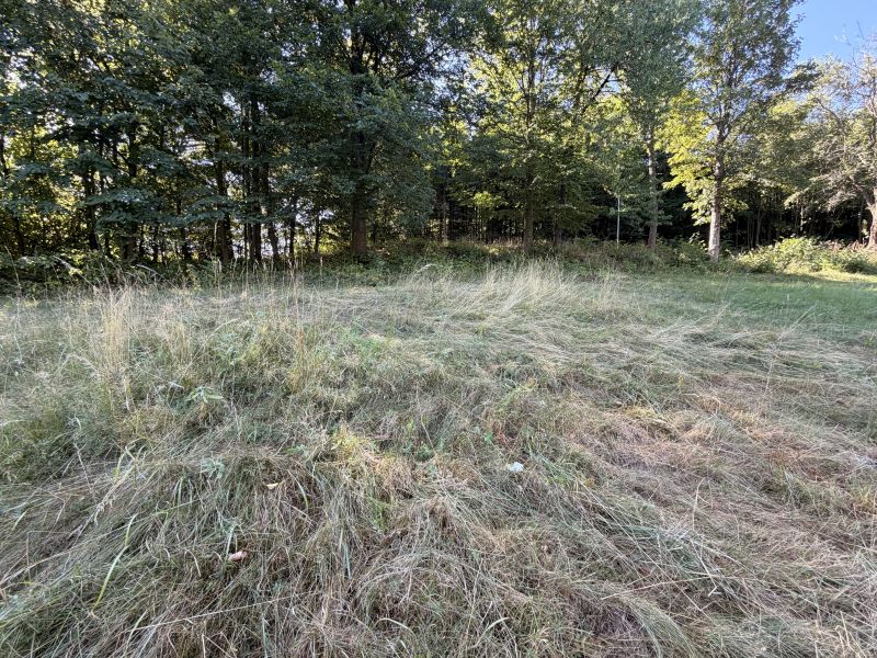 Grass and trees on the plots - living in Králiky.