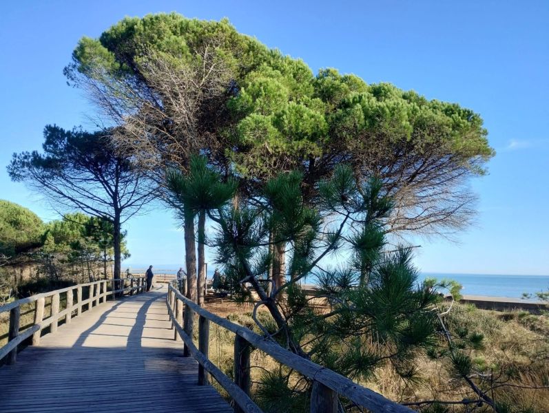 A wooden walkway between pine trees leading to the beach in a holiday apartment in Bibione.